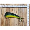 Image 1 : 39" Mahi Mahi Reproduction Fish Taxidermy