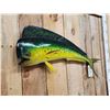 Image 2 : 39" Mahi Mahi Reproduction Fish Taxidermy