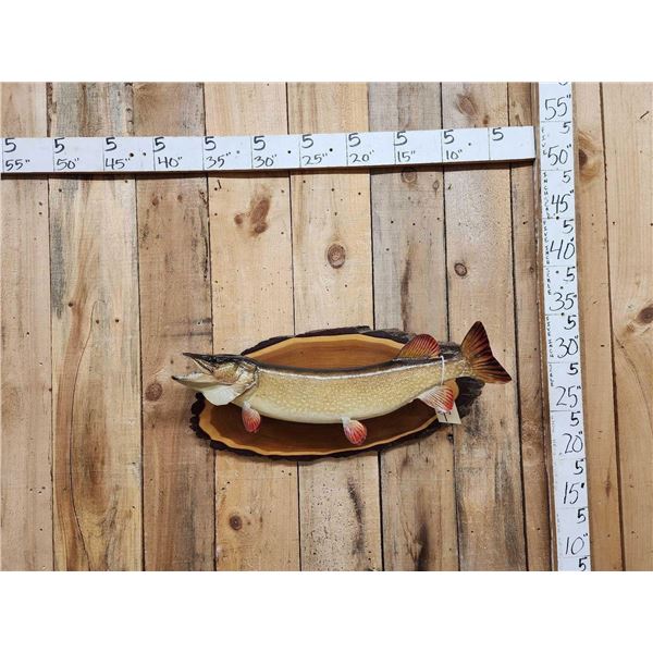 32 1/2" Northern Pike Real Skin Fish Taxidermy