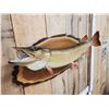 Image 2 : 32 1/2" Northern Pike Real Skin Fish Taxidermy