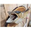 Image 4 : 32 1/2" Northern Pike Real Skin Fish Taxidermy