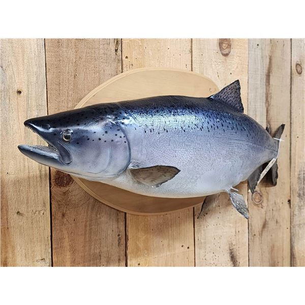 39" King Salmon Real Skin Fish Taxidermy