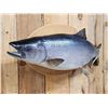Image 1 : 39" King Salmon Real Skin Fish Taxidermy