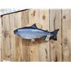 Image 2 : 39" King Salmon Real Skin Fish Taxidermy