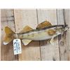 Image 2 : 25" Walleye Real Skin Fish Taxidermy