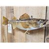 Image 3 : 25" Walleye Real Skin Fish Taxidermy