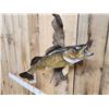 Image 2 : 27" Walleye Real Skin Fish Taxidermy