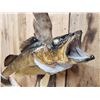 Image 3 : 27" Walleye Real Skin Fish Taxidermy