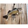 Image 4 : 27" Walleye Real Skin Fish Taxidermy