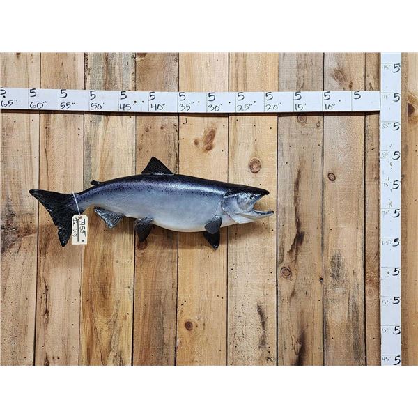 39" King Salmon Real Skin Fish Taxidermy