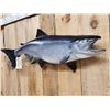 Image 2 : 39" King Salmon Real Skin Fish Taxidermy