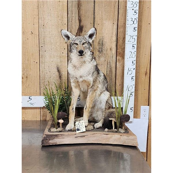 Coyote Full Body Taxidermy Mount