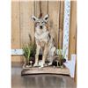 Image 1 : Coyote Full Body Taxidermy Mount