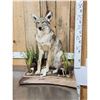 Image 2 : Coyote Full Body Taxidermy Mount