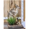 Image 4 : Coyote Full Body Taxidermy Mount