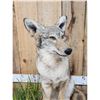 Image 5 : Coyote Full Body Taxidermy Mount