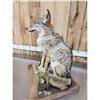 Image 6 : Coyote Full Body Taxidermy Mount