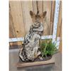 Image 7 : Coyote Full Body Taxidermy Mount
