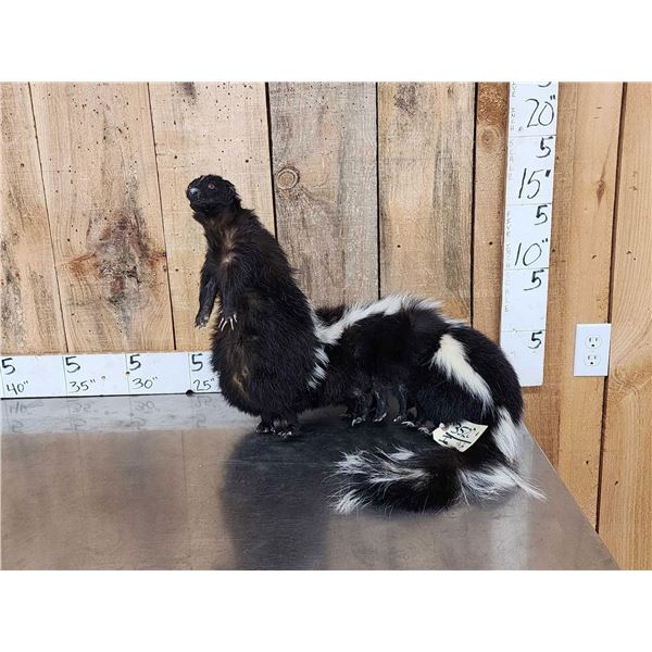 Skunkipede Full Body Taxidermy Mount