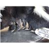 Image 5 : Skunkipede Full Body Taxidermy Mount