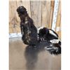 Image 6 : Skunkipede Full Body Taxidermy Mount