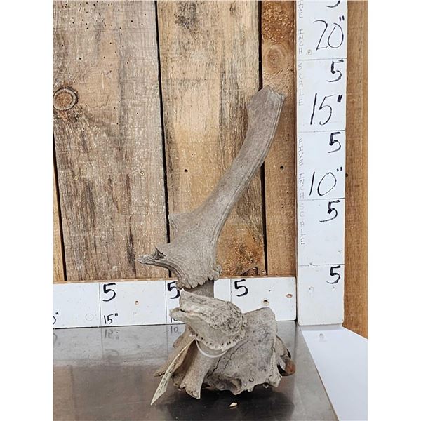Ancient Partially Fossilized Bull Elk Skull