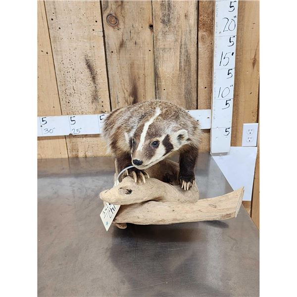Badger Full Body Taxidermy Mount