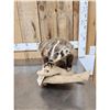 Image 1 : Badger Full Body Taxidermy Mount