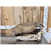 Image 2 : Badger Full Body Taxidermy Mount