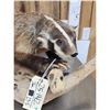 Image 3 : Badger Full Body Taxidermy Mount