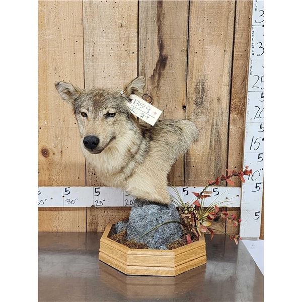 Alaskan Wolf Table Top Pedestal Taxidermy Mount