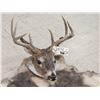 Image 2 : Whitetail Deer Painted Rug Taxidermy