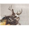 Image 3 : Whitetail Deer Painted Rug Taxidermy