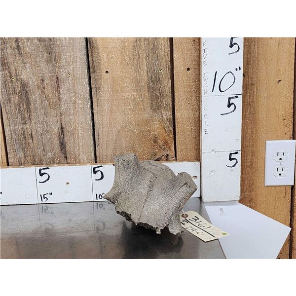 Ancient Partially Fossilized Elk Skull Cap