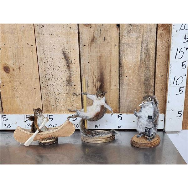 3 Cute Critters Taxidermy Lot