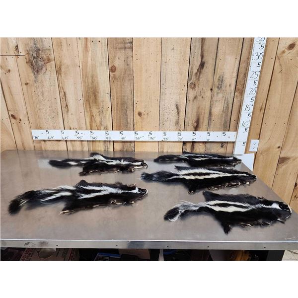 5 Skunk Soft Tanned Furs Taxidermy