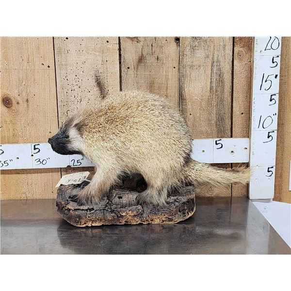 Juvenile Porcupine Full Body Taxidermy Mount