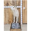 Image 1 : Feral Goat Full Body Taxidermy Mount