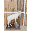 Image 2 : Feral Goat Full Body Taxidermy Mount