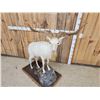 Image 3 : Feral Goat Full Body Taxidermy Mount
