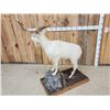 Image 4 : Feral Goat Full Body Taxidermy Mount