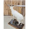 Image 5 : Feral Goat Full Body Taxidermy Mount