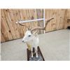 Image 6 : Feral Goat Full Body Taxidermy Mount