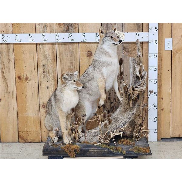 2 Coyotes Full Body Taxidermy Mount