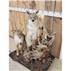 Image 3 : 2 Coyotes Full Body Taxidermy Mount