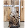 Image 4 : 2 Coyotes Full Body Taxidermy Mount