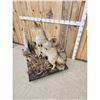 Image 5 : 2 Coyotes Full Body Taxidermy Mount