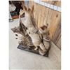Image 6 : 2 Coyotes Full Body Taxidermy Mount