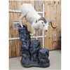 Image 2 : Beautiful Alaskan Dall Sheep Climbing Down A Rock Full Body Taxidermy Mount