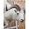 Image 3 : Beautiful Alaskan Dall Sheep Climbing Down A Rock Full Body Taxidermy Mount